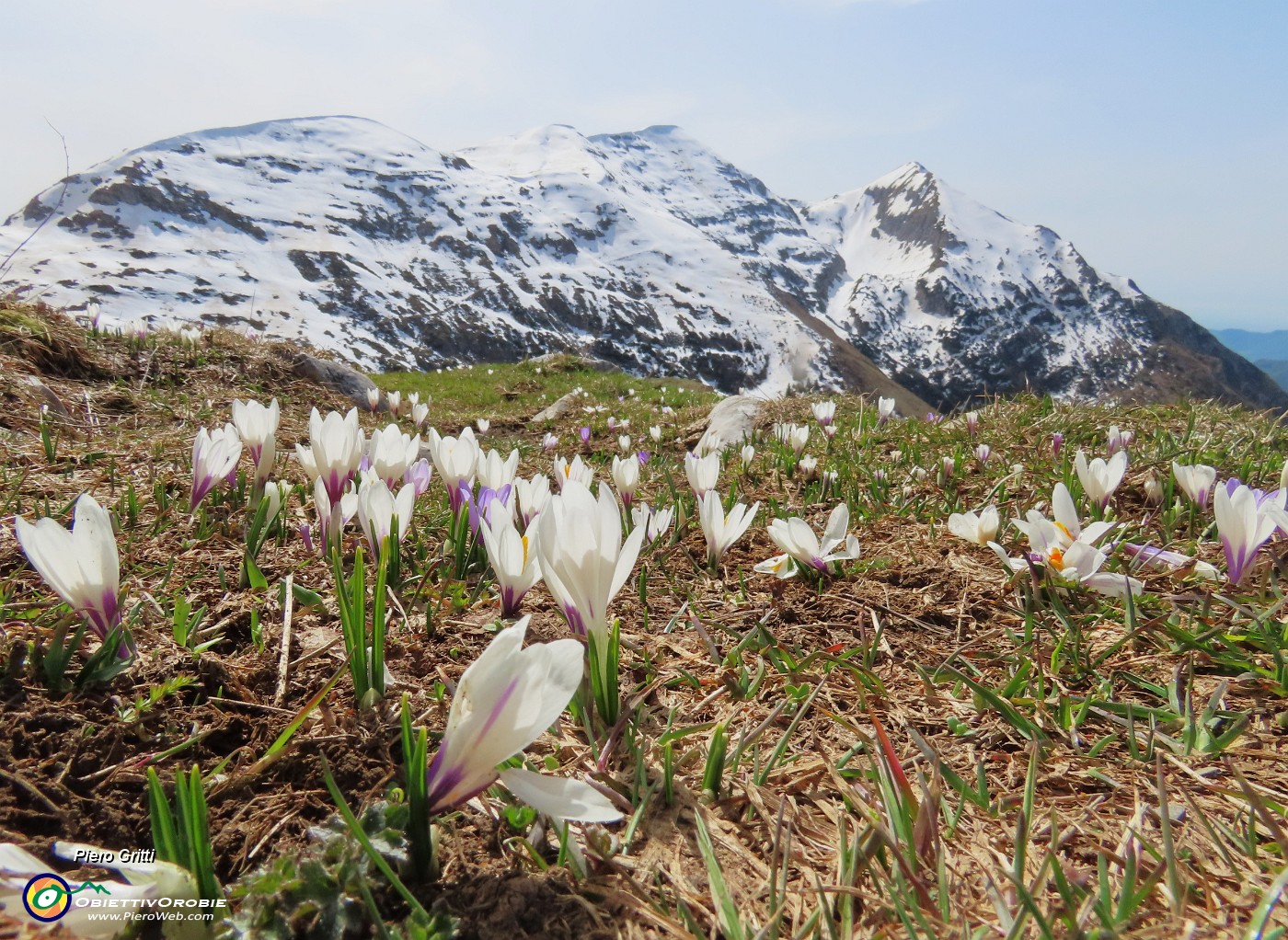 44 Crocus vernus (Zafferano maggiore) bianchi con vista in Cimetto-Foppazzi-Grem.JPG